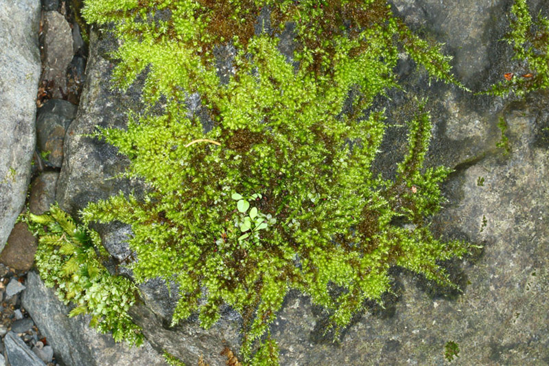 Brachythecium plumosum